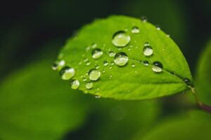 586-2-CIENCIA_Fotosintesis laboratorio_Foto de Brett Sayles https __www.pexels.com_es-es_foto_foto-de-primer-plano-de-hoja-con-gotas-de-rocio-2343891_