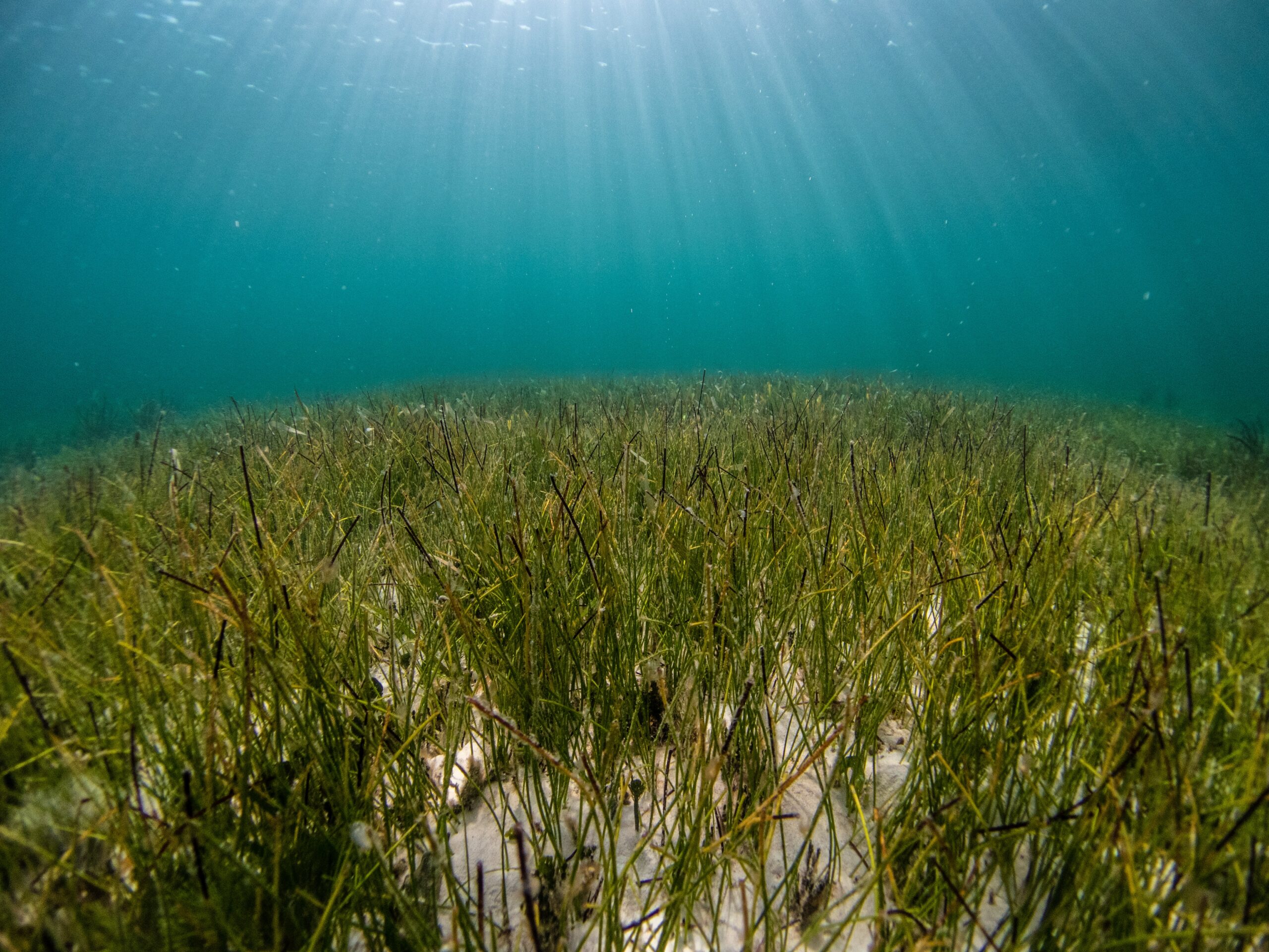 ‘Posidonia oceánica’: una planta que almacena carbono submarino