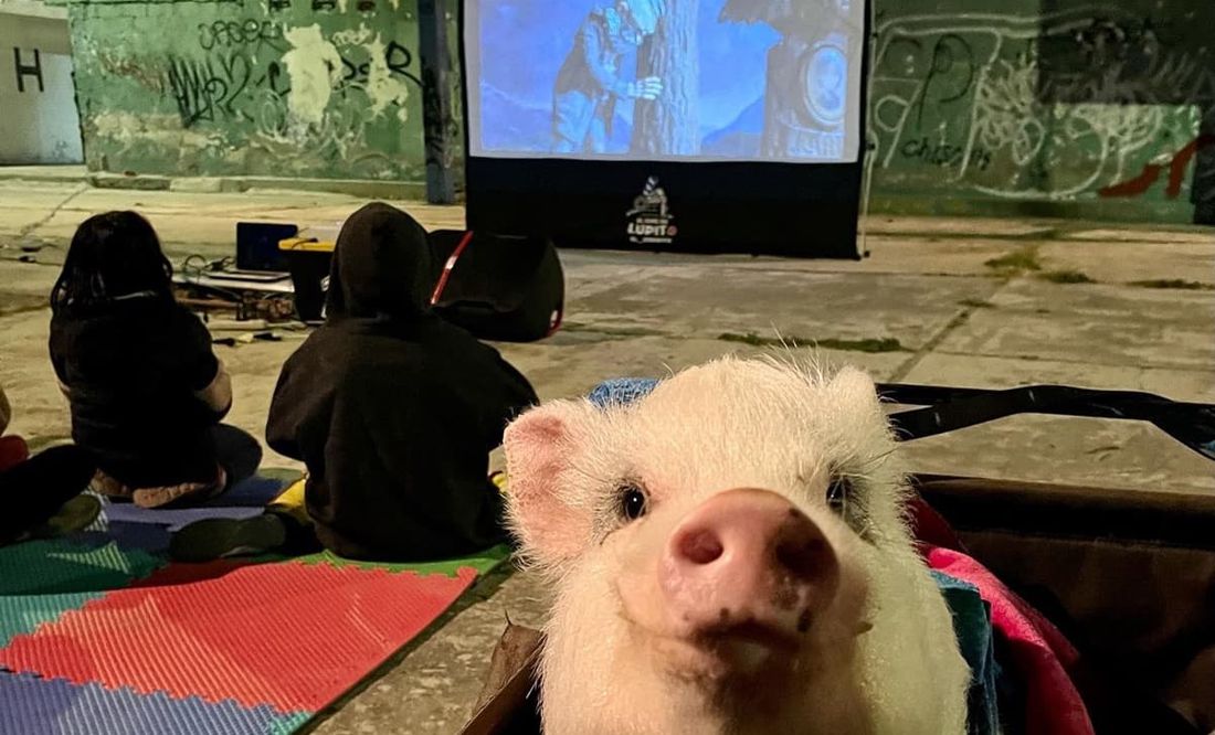 ‘Lupito’, el cerdito que lleva el cine a comunidades mexicanas