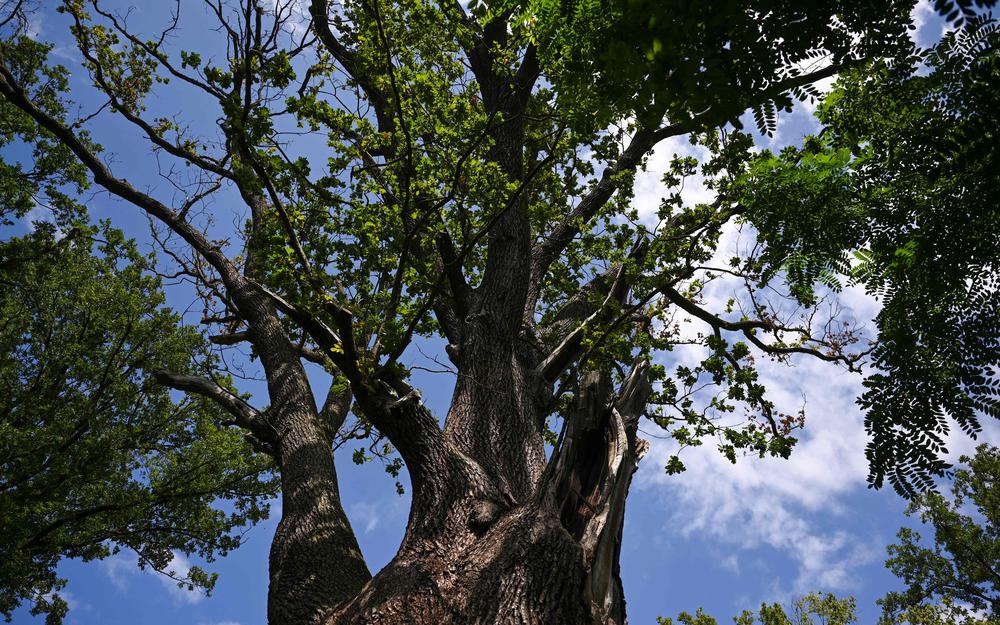 Árboles milenarios en Alemania, bajo amenaza por el cambio climático