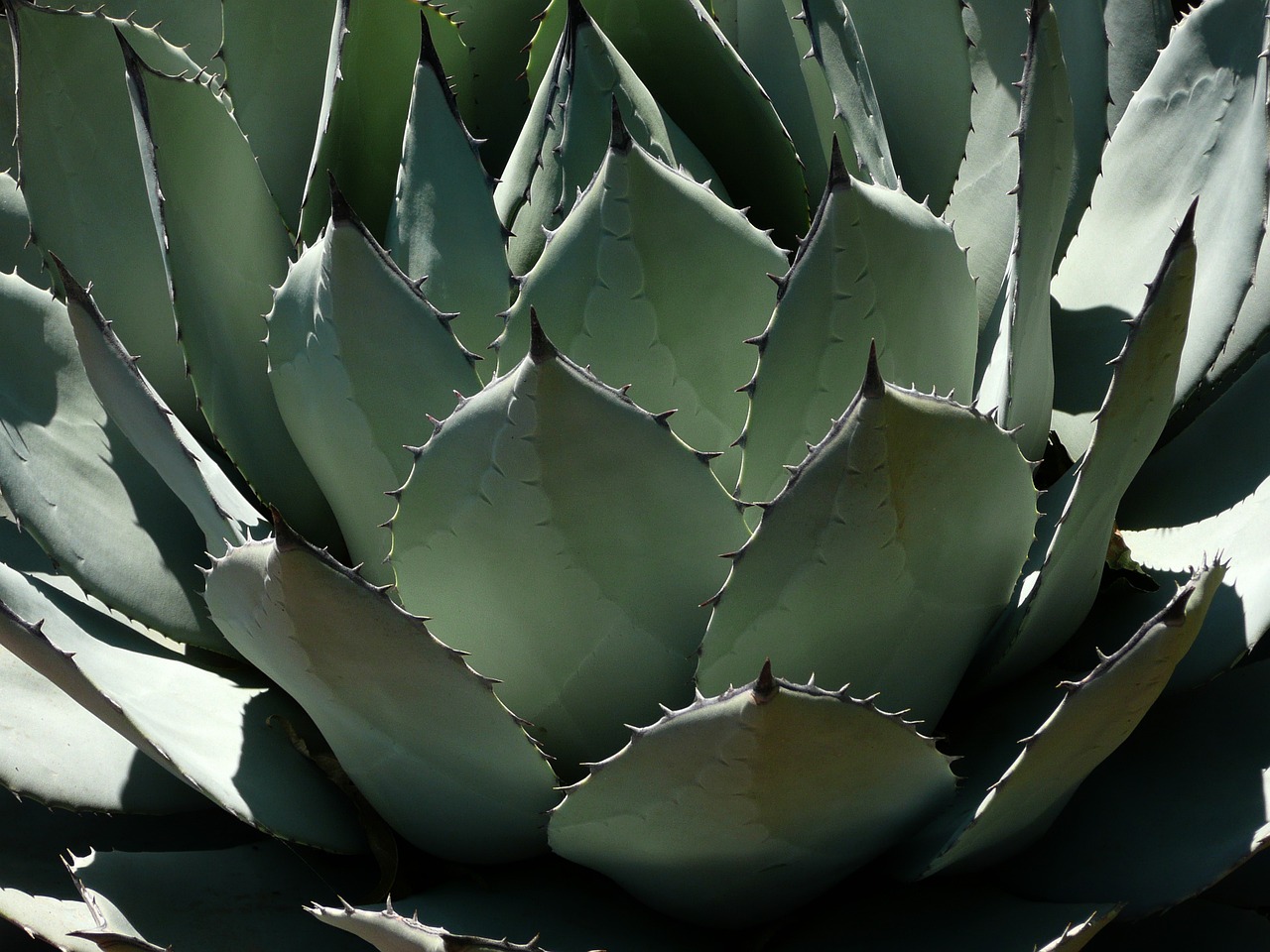 Mexicanos buscan crear prendas con hilo de agave