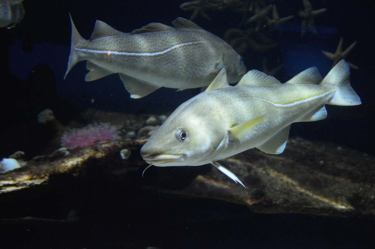 El cambio climático provoca un colapso en las capturas de bacalao