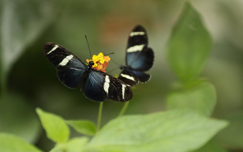 Granjero de mariposas, un nuevo negocio ecológico en Panamá