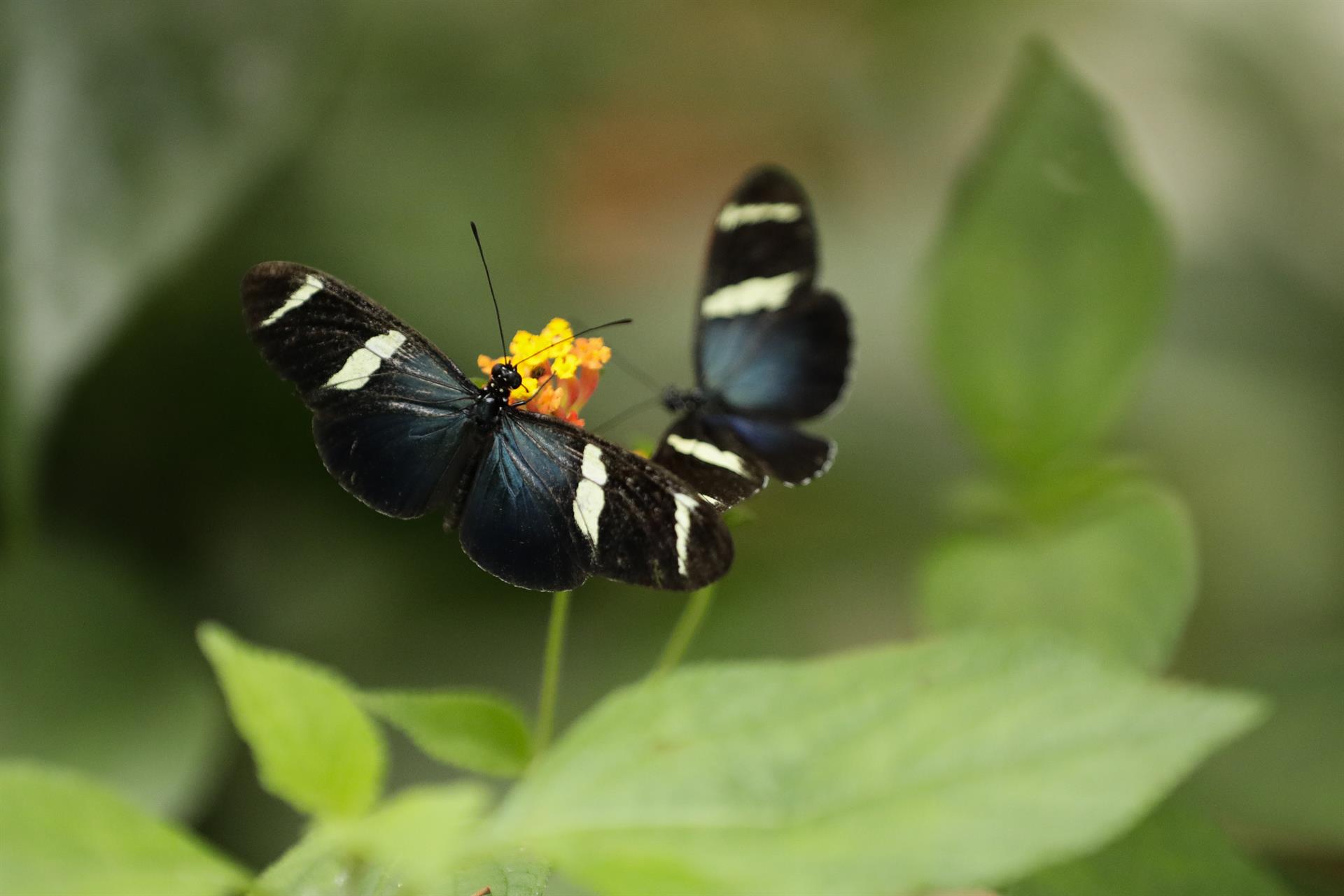 Granjero de mariposas, un nuevo negocio ecológico en Panamá