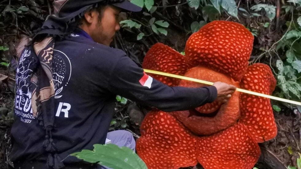 La mayoría de las especies de la «flor más grande del mundo» está en peligro de extinción (estudio)