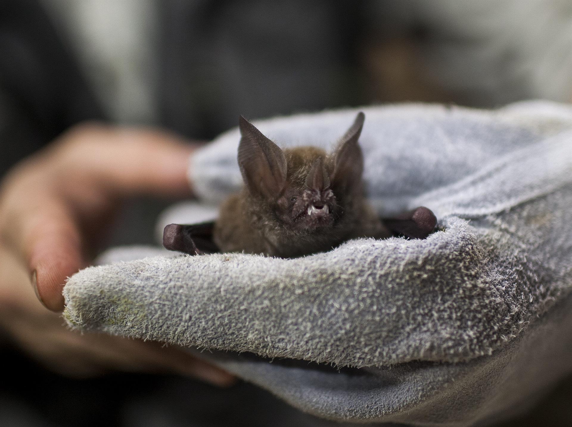 La depredación por búhos afecta la supervivencia de murcielagos en Doñana