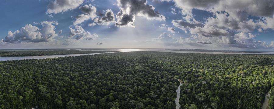 Replantar los bosques talados con una variedad de especies arbóreas acelera su restauración