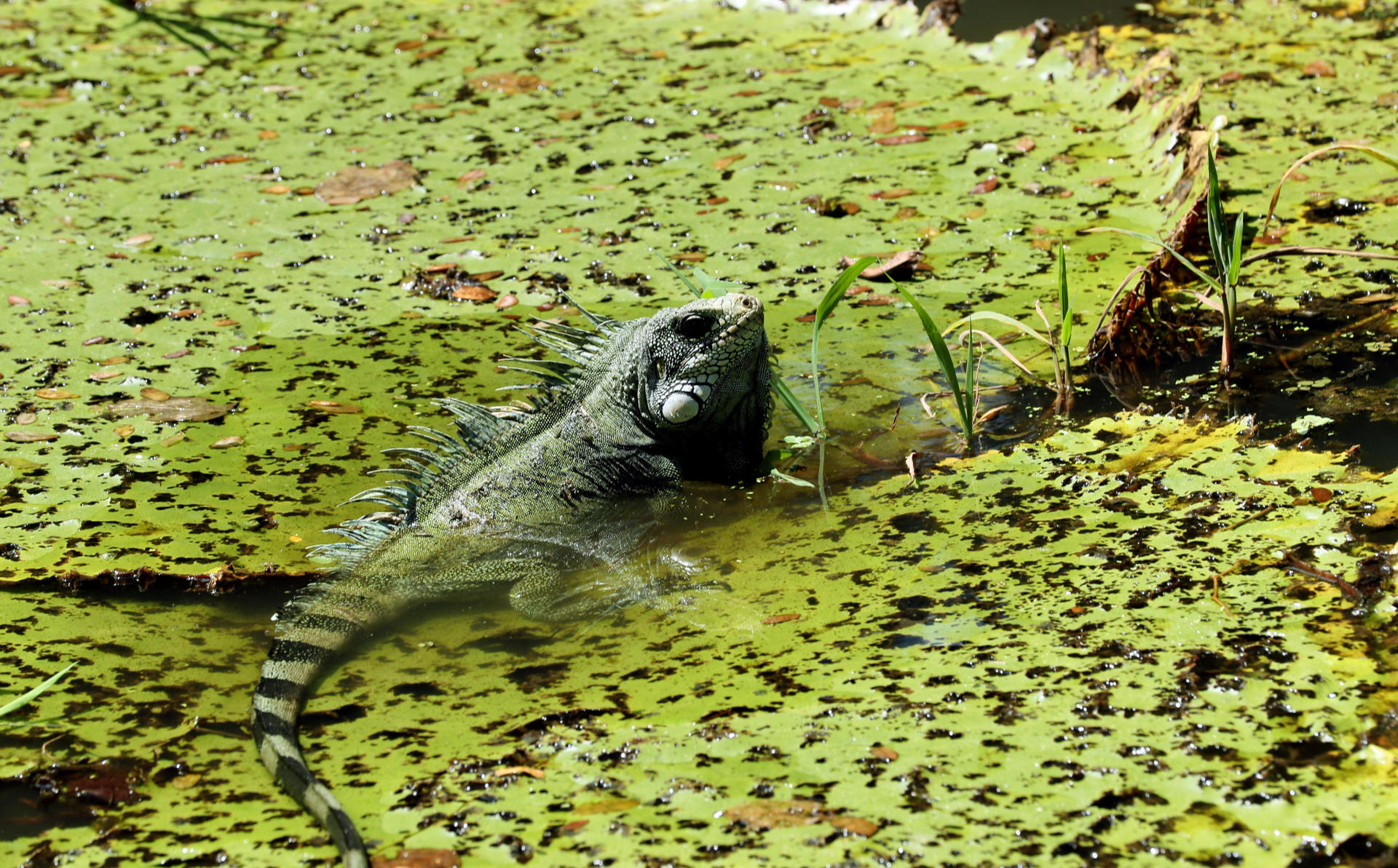 La Inteligencia artificial llega a la Amazonía colombiana para monitorear su biodiversidad