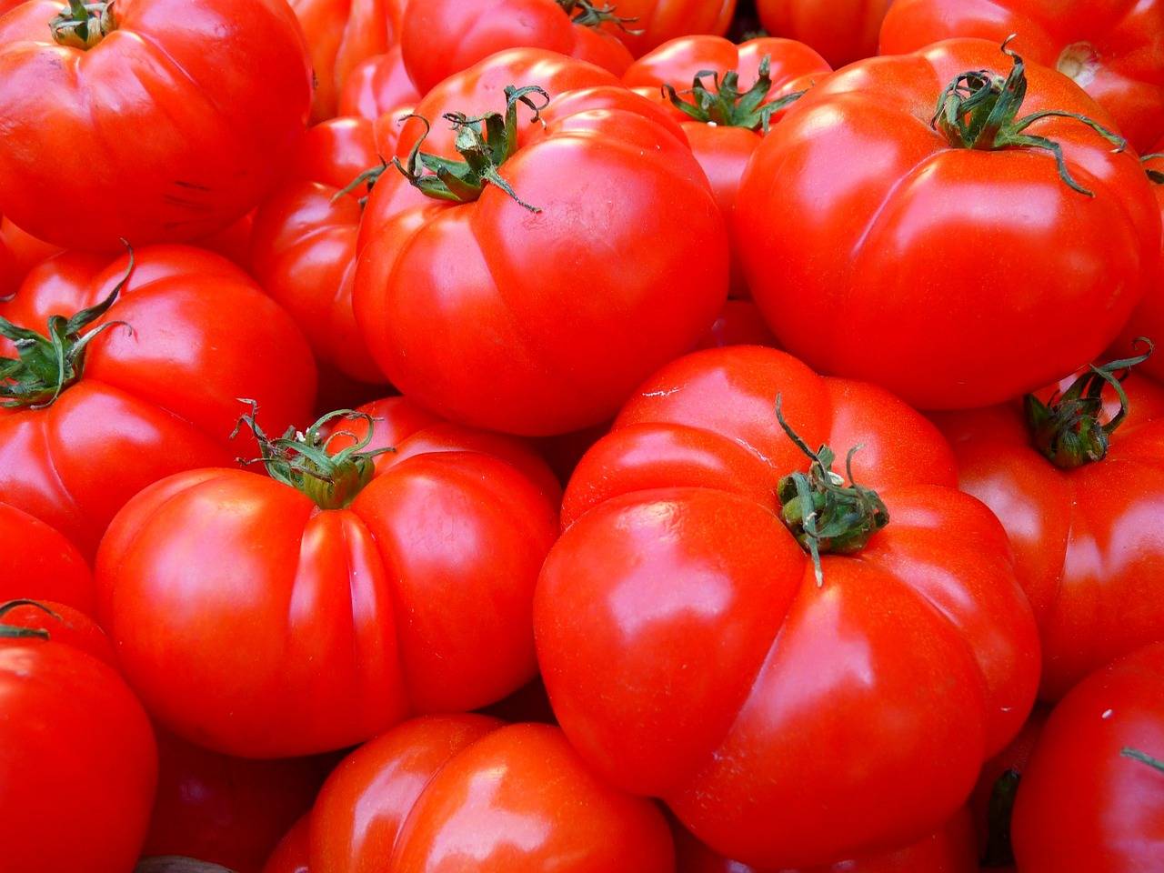 Nueva vía para crear tomates resistentes a plantas parásitas