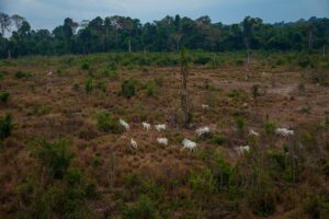 Sustituir-la-mitad-de-la-carne-y-la-leche-por-vegetales-reduciria-las-emisiones-globales