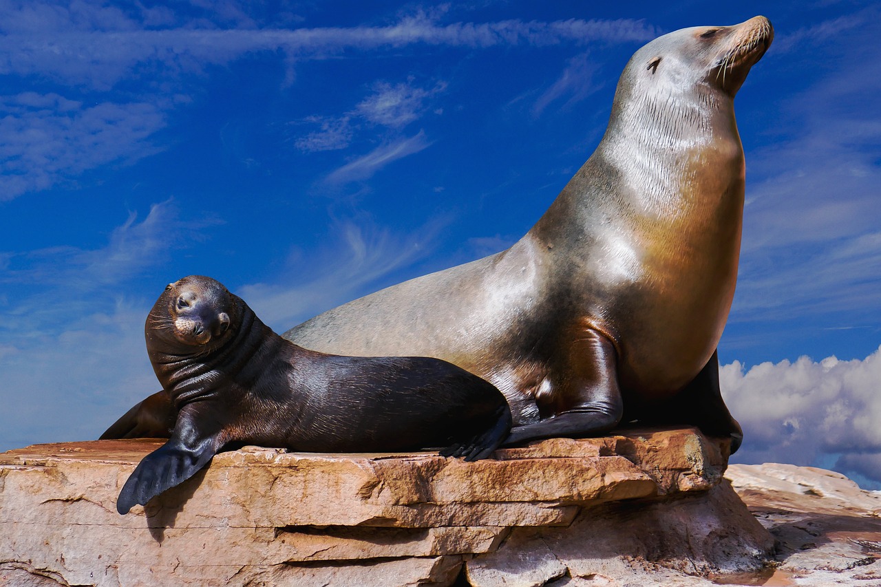 Detectan en Argentina más casos de lobos marinos infectados por gripe aviar