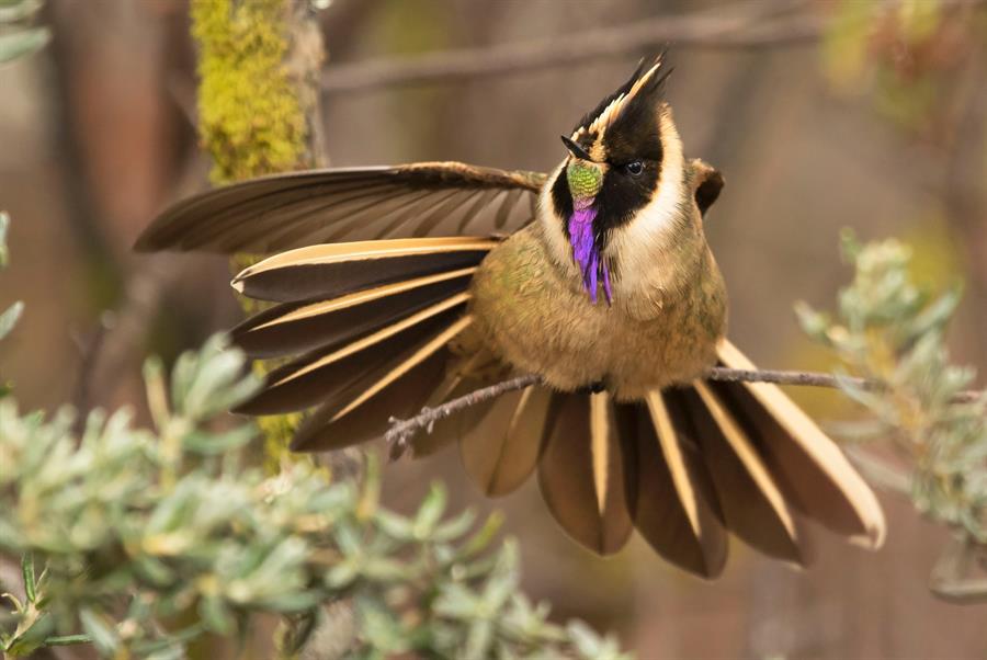 Más allá del café, el Eje cafetero colombiano se convierte en edén para avistar aves