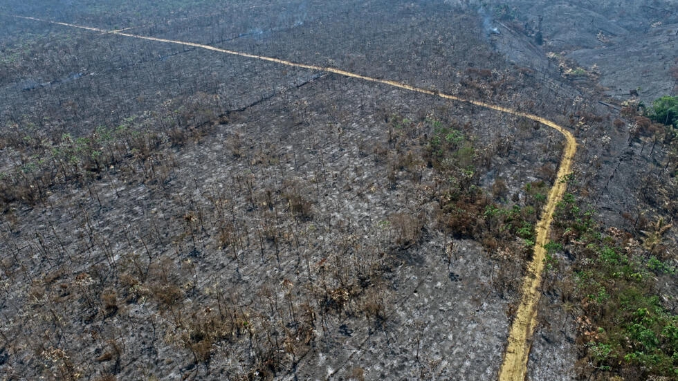 Incendio provocado calcina proyecto de reforestación en la Amazonía