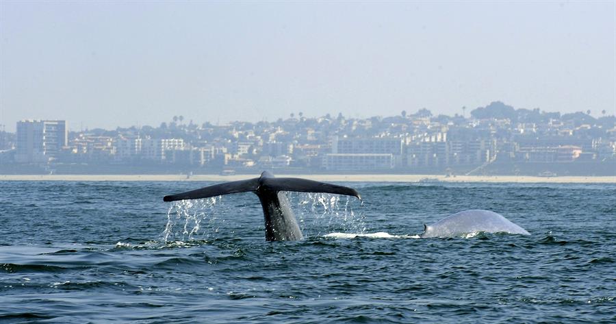 Ballenas y nutrias en EEUU son «altamente vulnerables» por la crisis climática, según NOAA