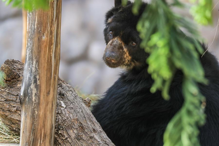 Tras la pista de los osos de la Cordillera del Cóndor, «gigantes» solitarios de Ecuador