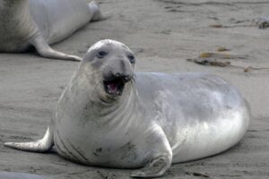 elephant-seal-1787007_1280