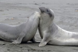 elephant-seals-1787008_1280