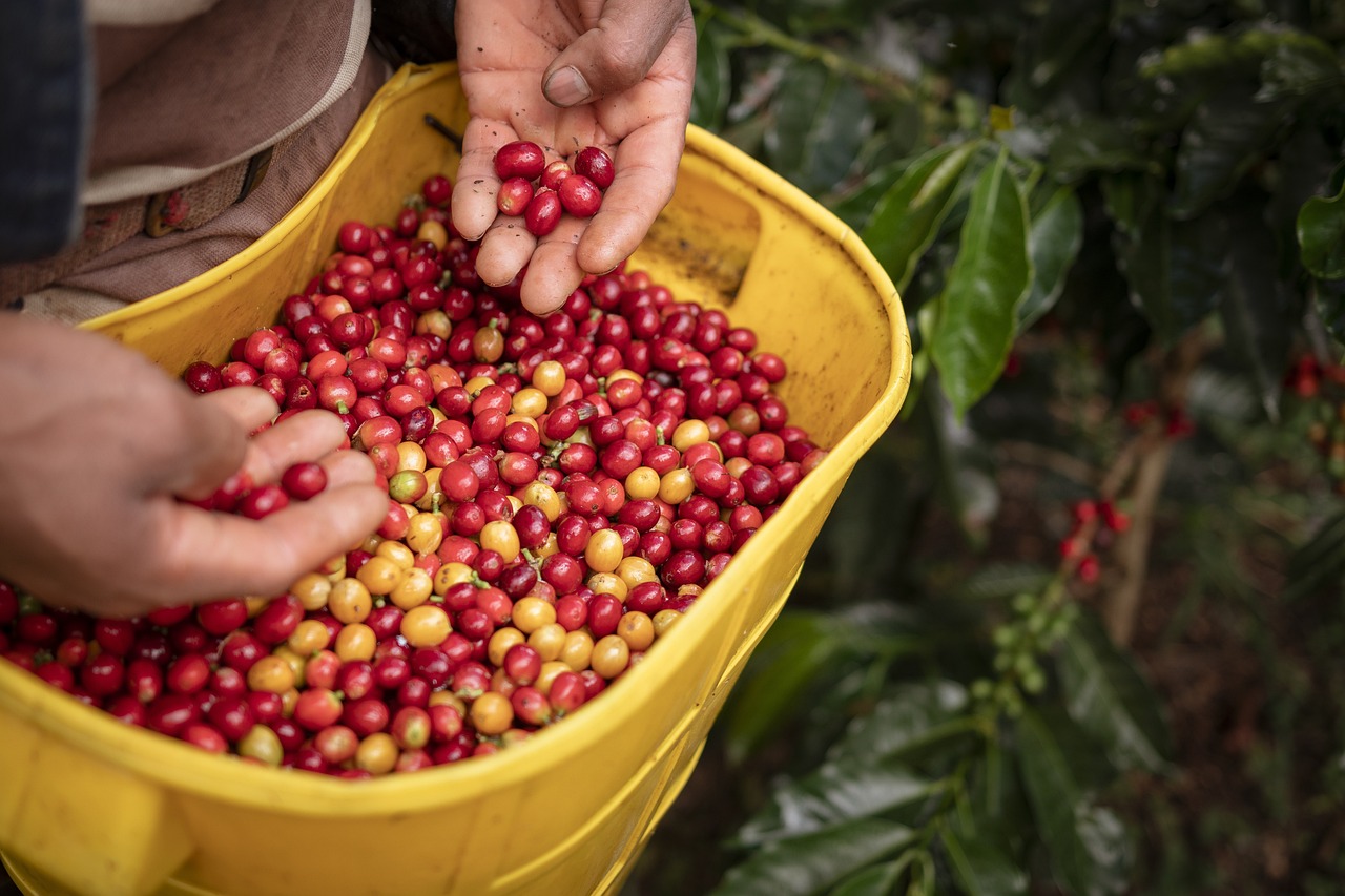 Brasil prevé para 2023 su tercera mayor cosecha de café de la historia