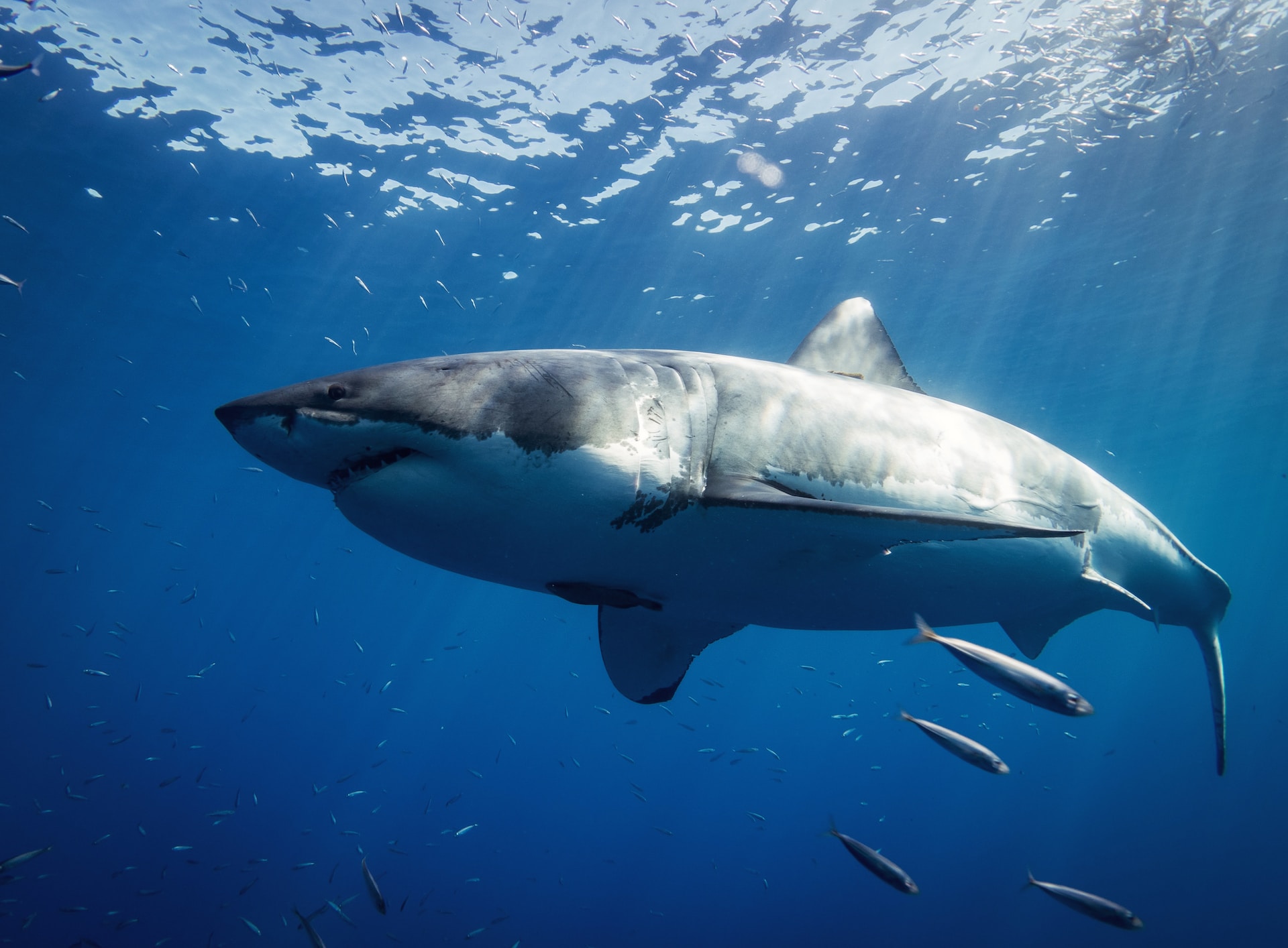 Suspenden la caza de tiburones en archipiélago francés en el Pacífico