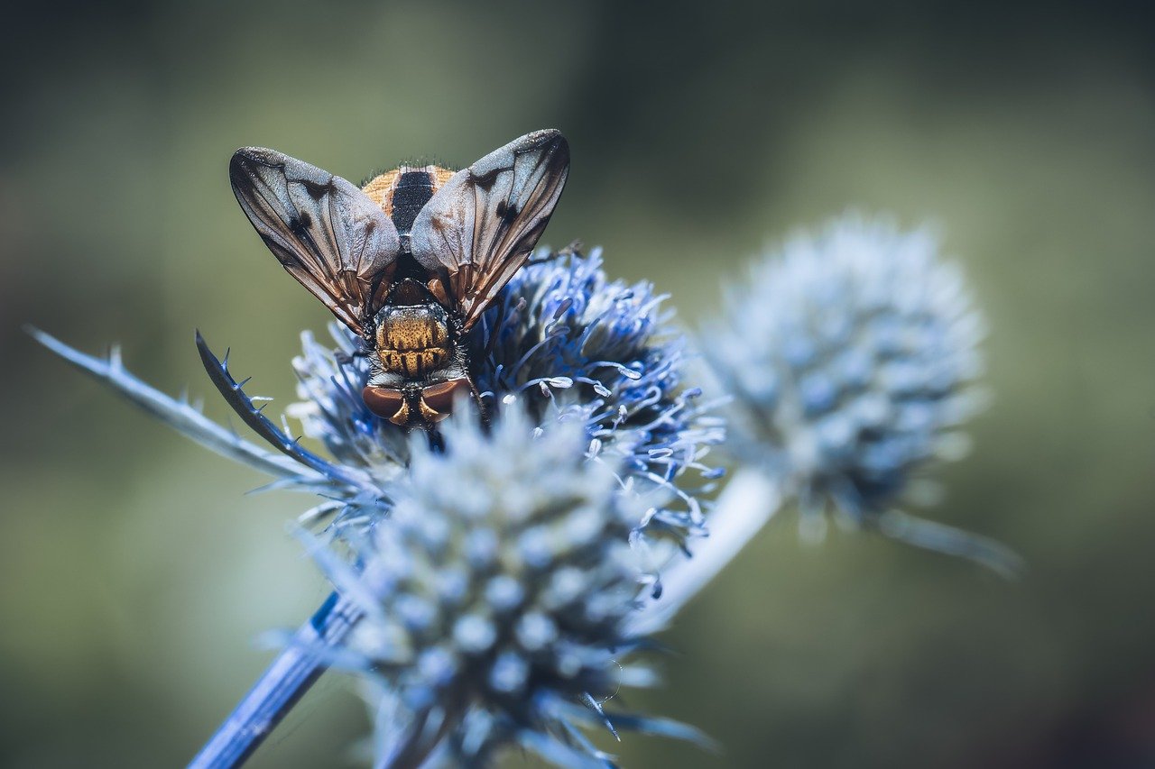 Meteorología explica el descenso y aumento de insectos en las últimas décadas