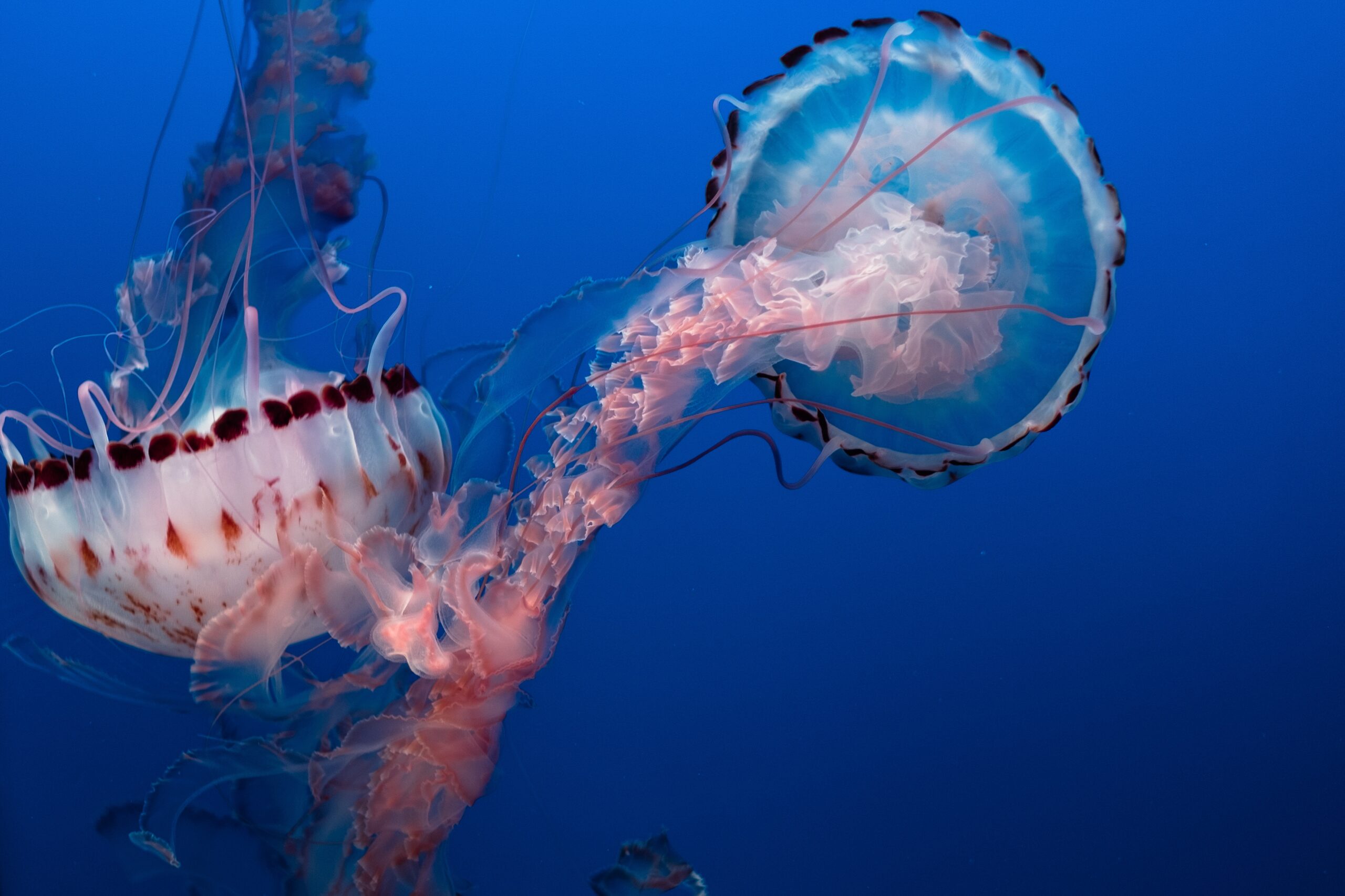 Un hallazgo con medusas nos acerca a la detección de células que albergan la memoria