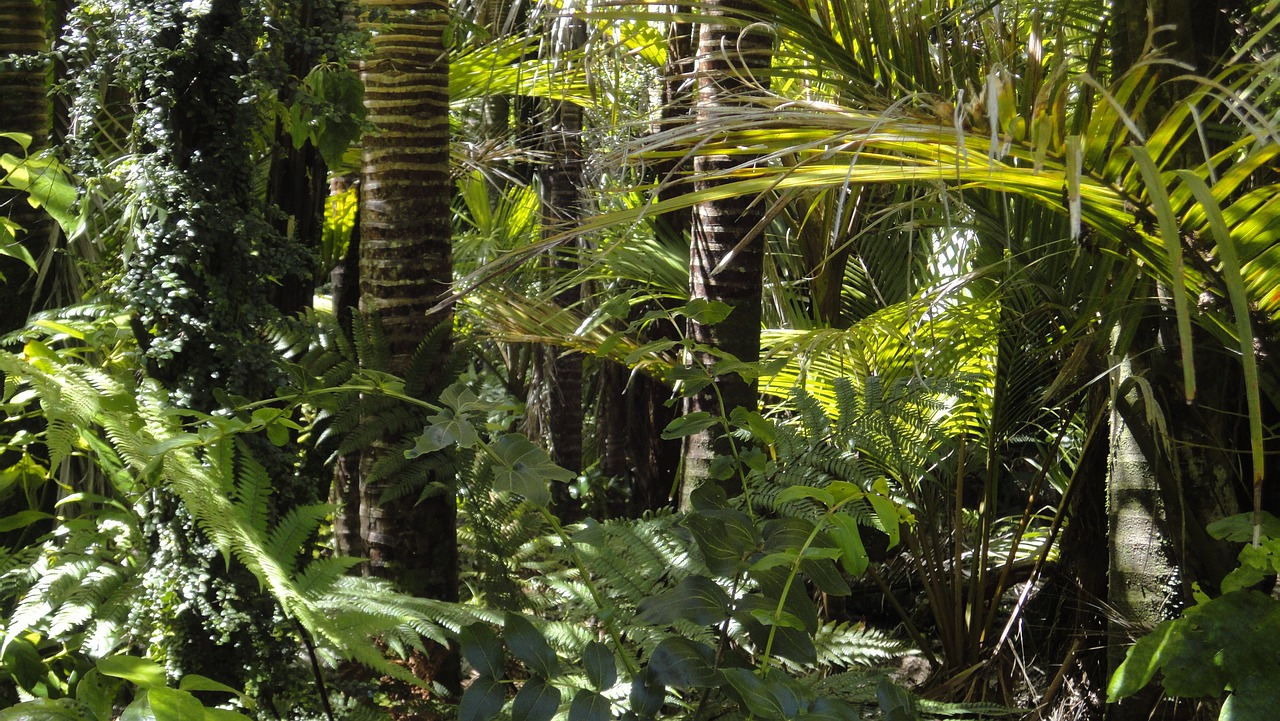 Compensaciones de carbono: insuficientes en bosques tropicales