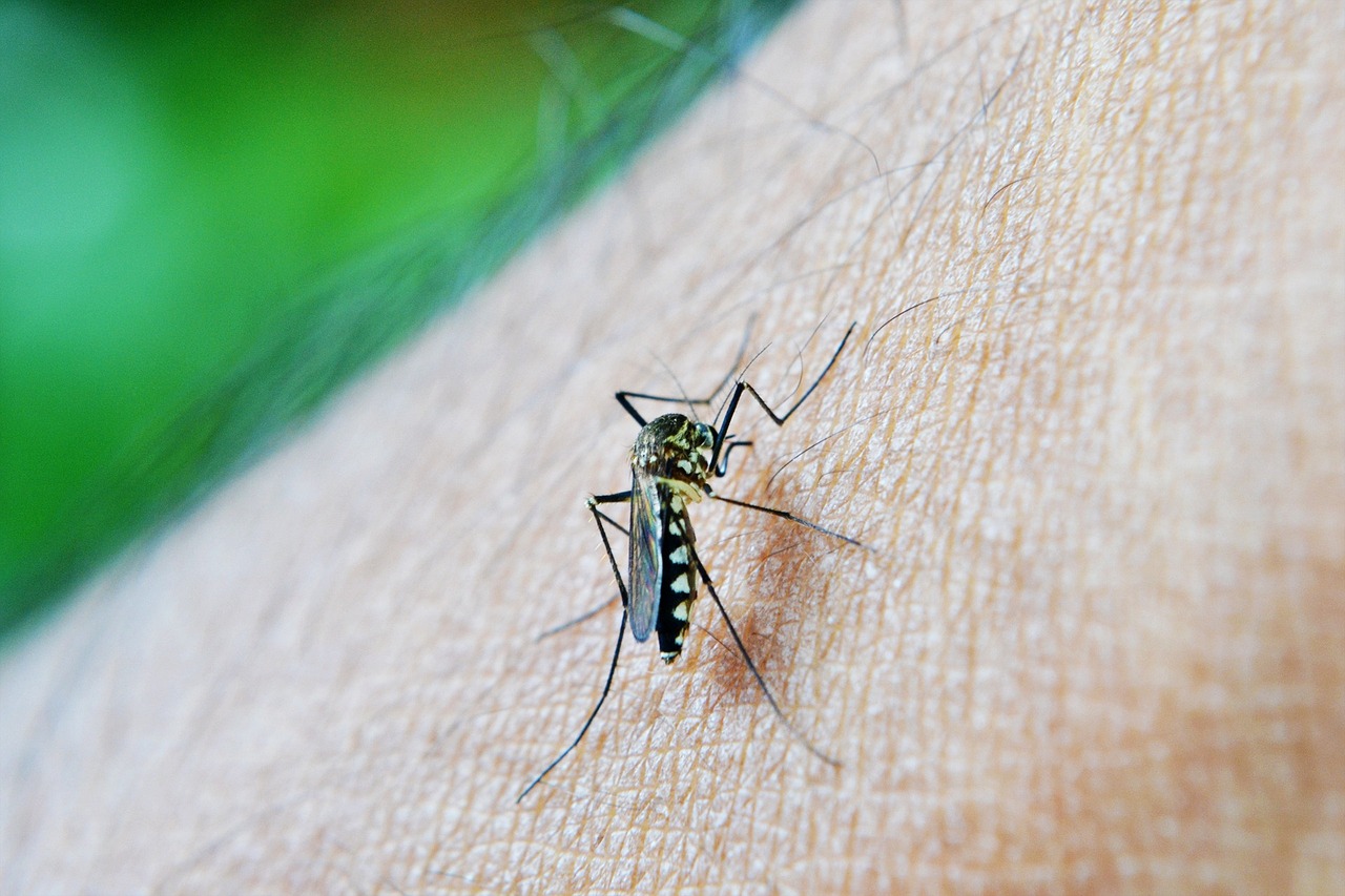 ¿Cómo identificar y prevenir el dengue?