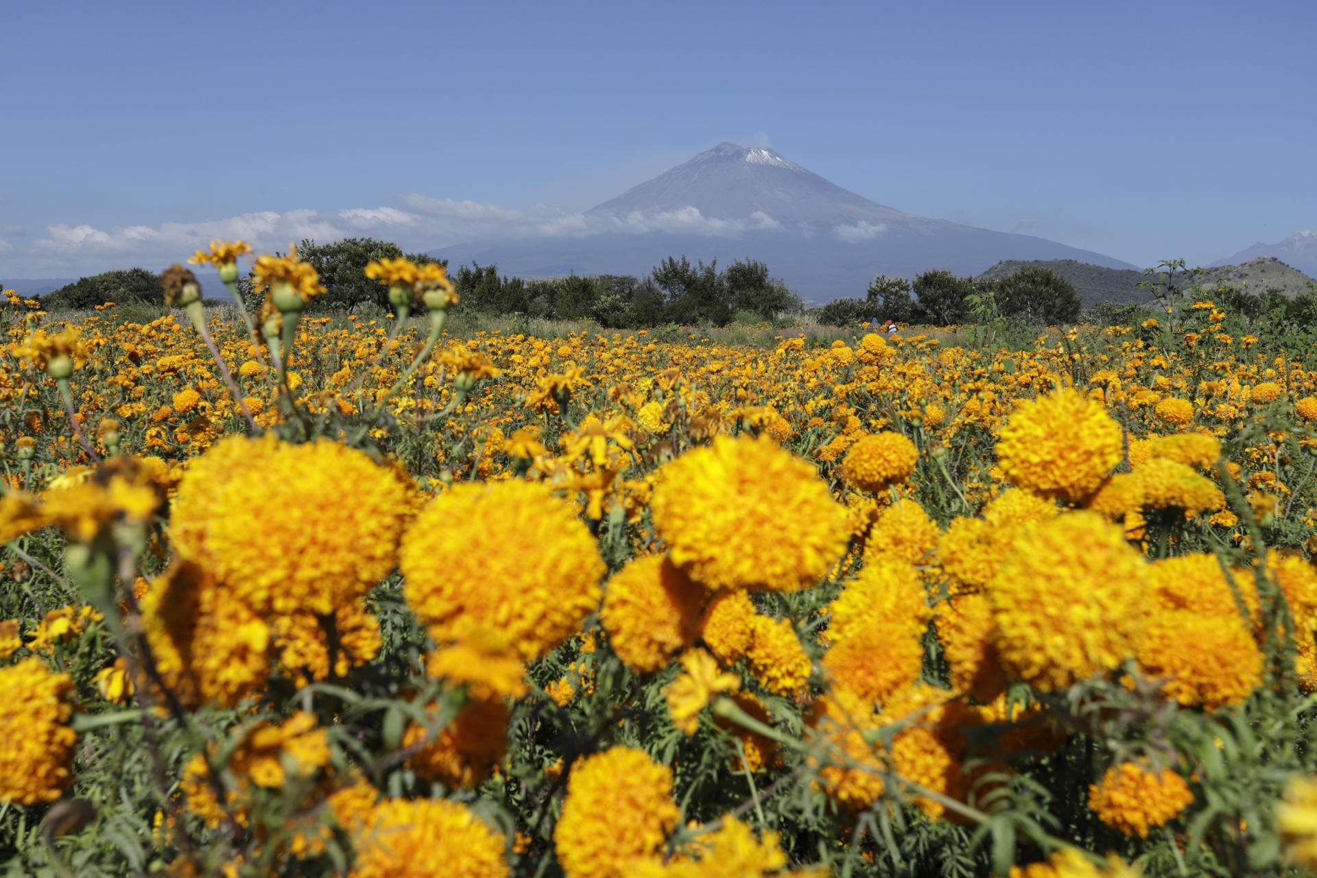 La flor de cempasúchil está lista para llegar a los altares mexicanos en el Día de Muertos