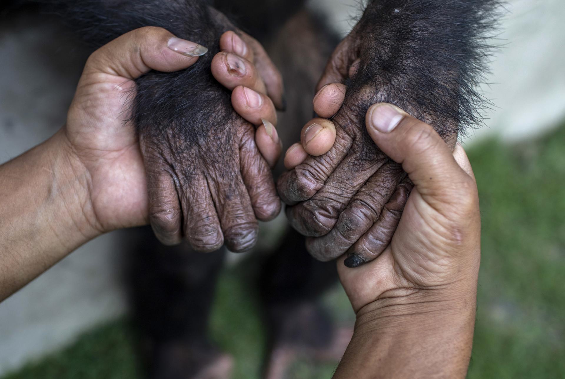 Salud Global: conectar la salud humana, la animal y el medioambiente