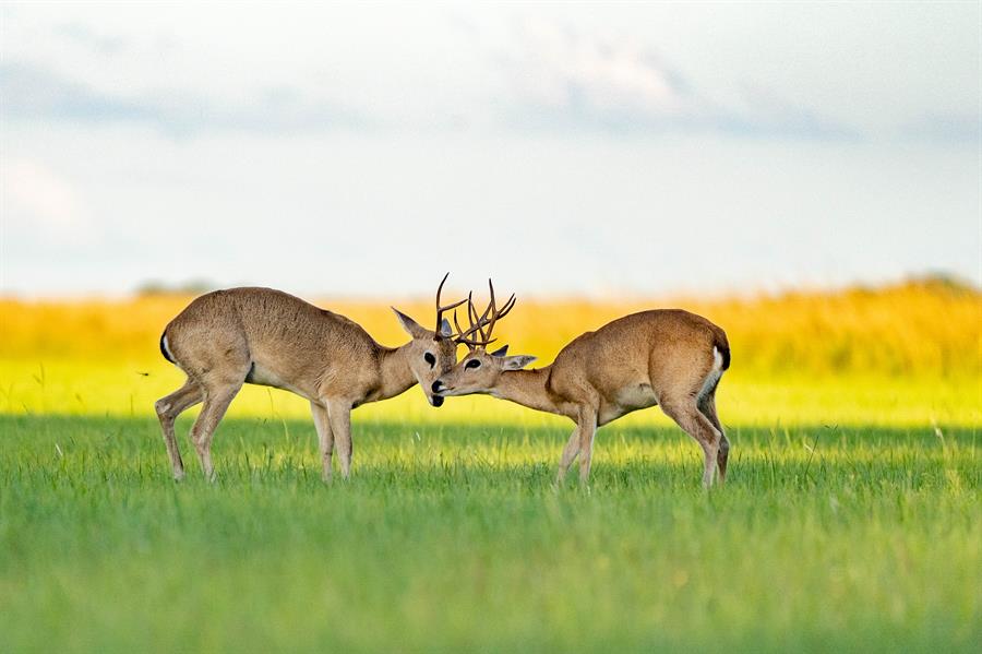 Esteros del Iberá, un nuevo refugio para el venado de las pampas