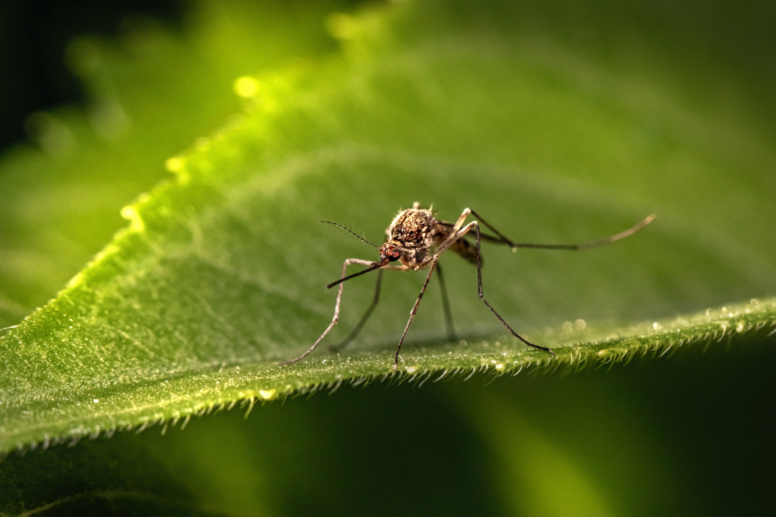 El dengue afecta cada vez más a Perú