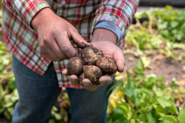 Venezuela busca la soberanía de semillas para el cultivo de papa