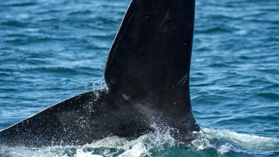 Los barcos de gran tamaño amenazan a las ballenas negras del Atlántico Norte, según estudio