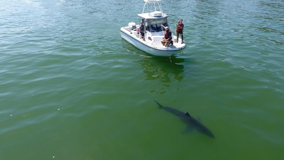 Desplazados por el cambio climático, tiburones amenazan la vida marina