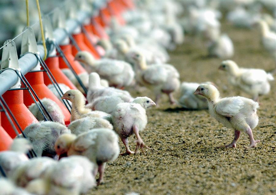 La edición genética podría crear pollos resistentes a la gripe aviar y evitar una pandemia