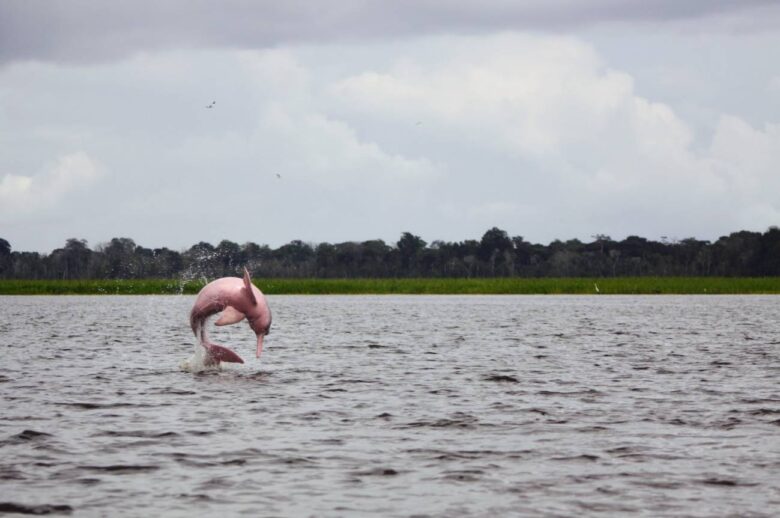 Los 153 delfines muertos por sequía en la Amazonía son el 10 % de su población local