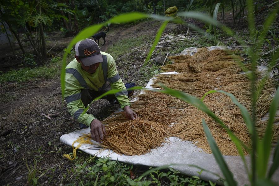 Impulsar la agricultura familiar y conectarla con los mercados para una buena alimentación