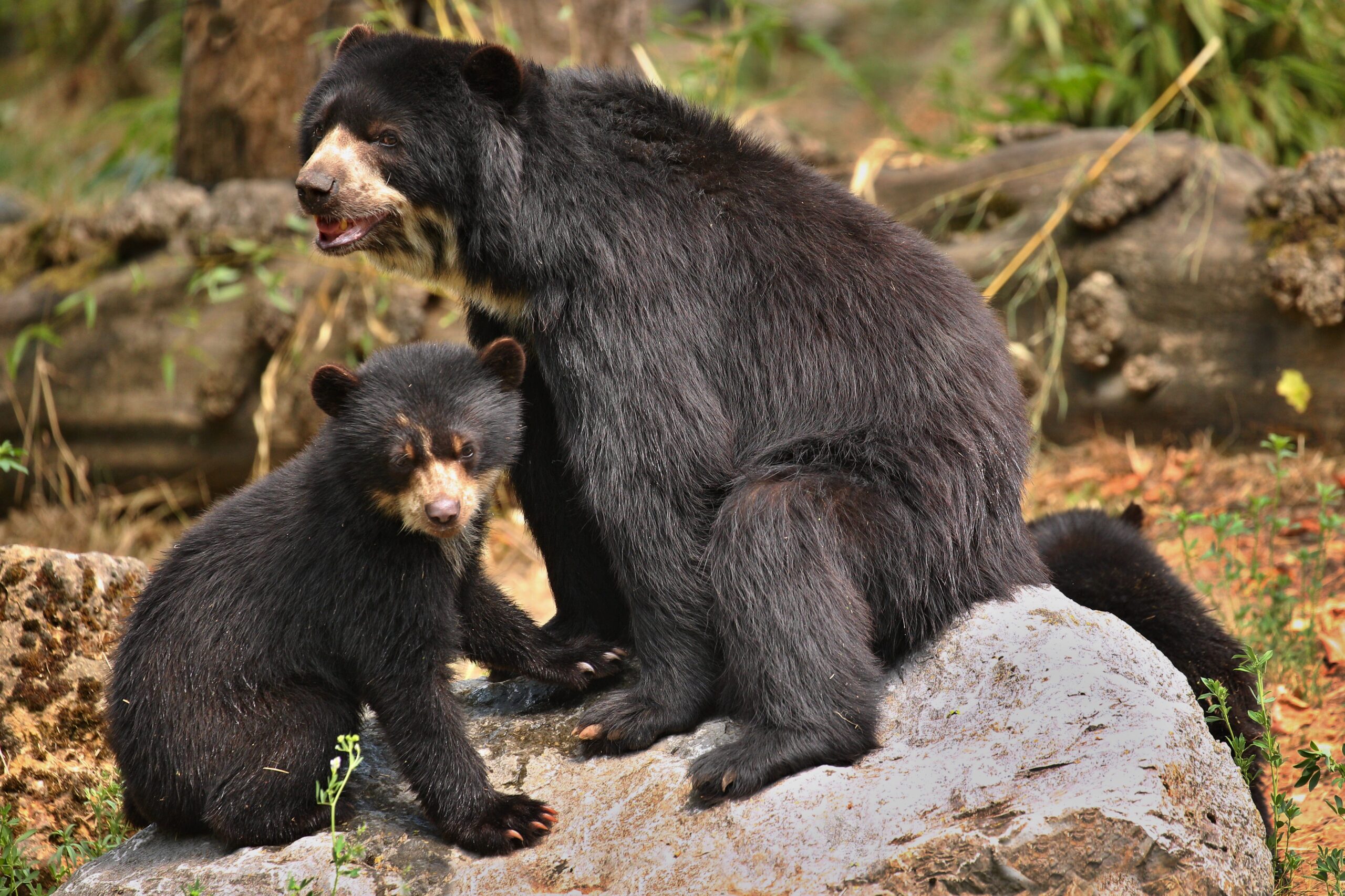 El Zoológico de Quito adopta oso de anteojos y promueve su conservación en el Chocó Andino