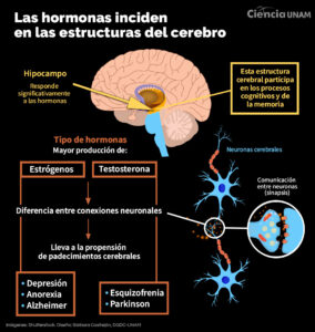 ar_diferencias_cerebro_01_04092023