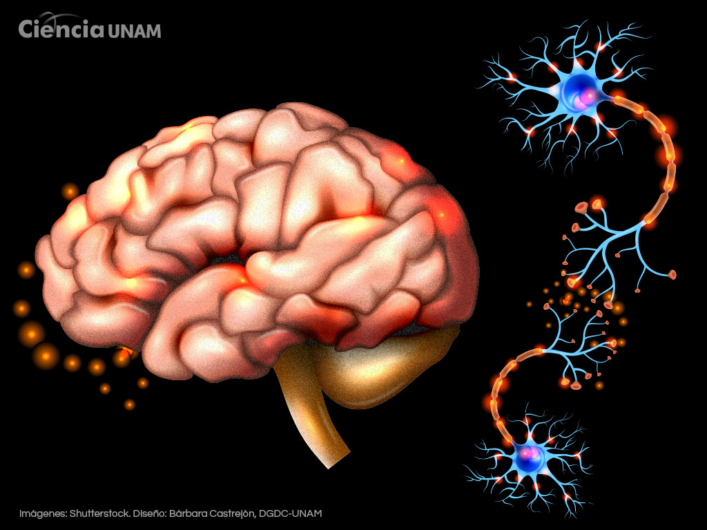 ¿Por qué algunas enfermedades del cerebro son más frecuentes en mujeres?