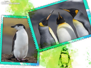 ar_pinguinos_01_01122021