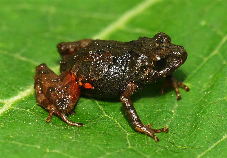 Descubiertas dos nuevas especies de ranas diminutas en los páramos y bosques de Ecuador