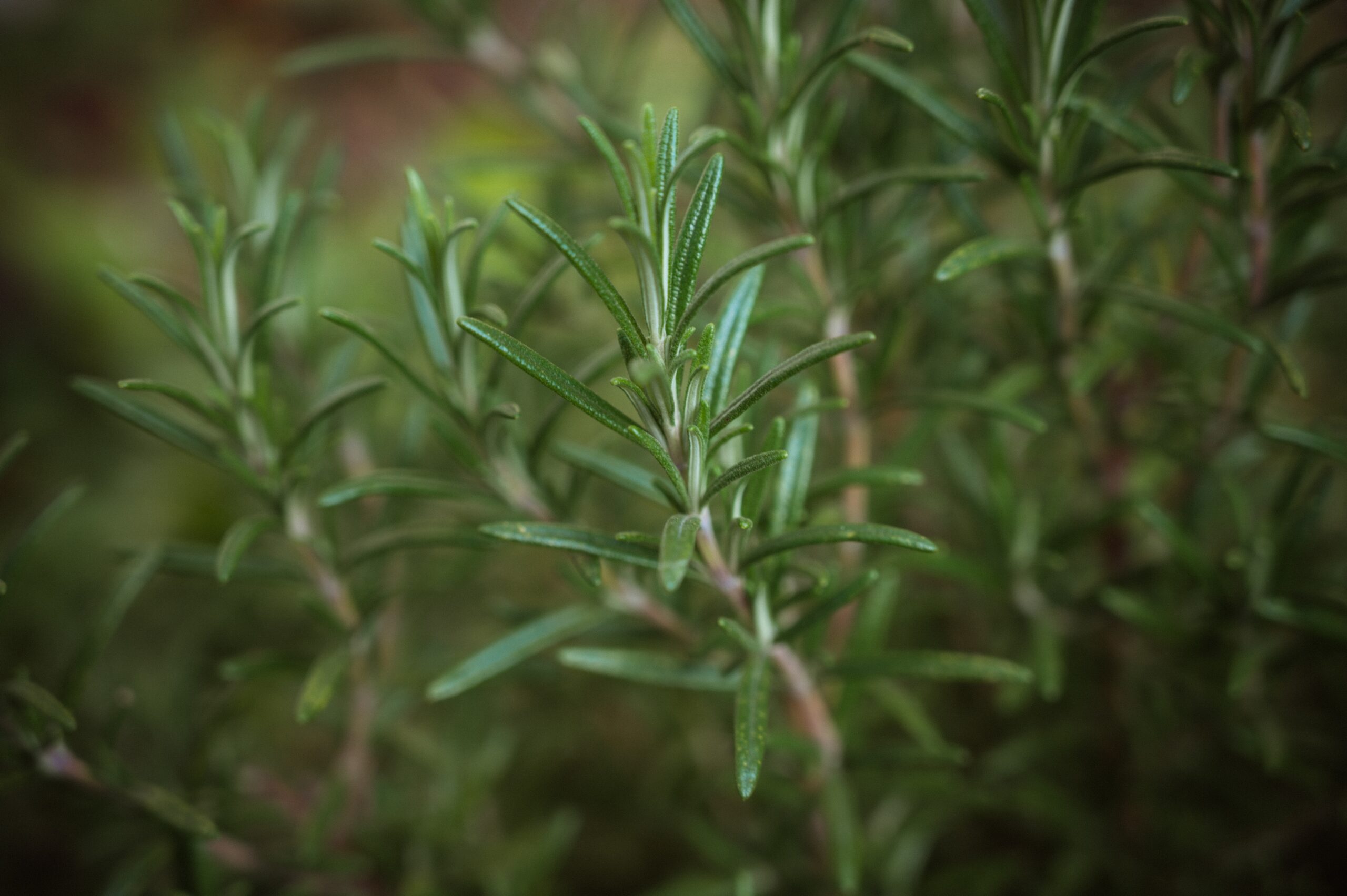 Identifican compuestos bioactivos de salvia y romero para luchar contra el cáncer de mama