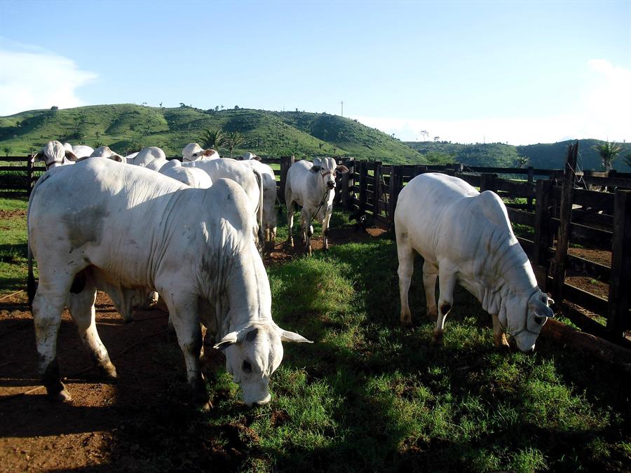 Lanzan en Brasil un proyecto para mitigar los gases contaminantes de las vacas