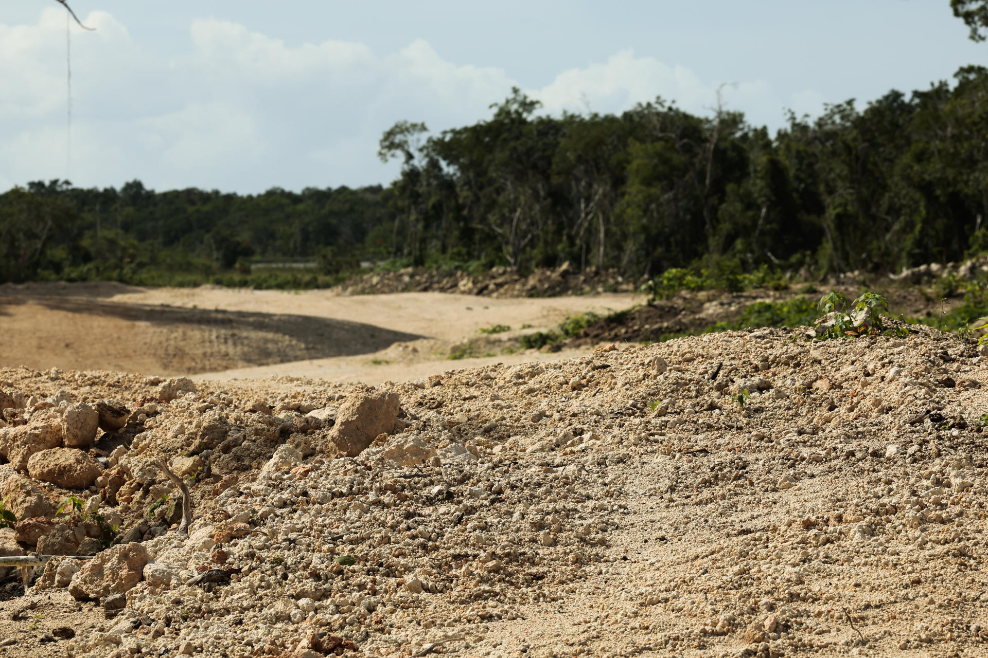 El Tren Maya ha derribado más de 10 millones de árboles en sureste de México