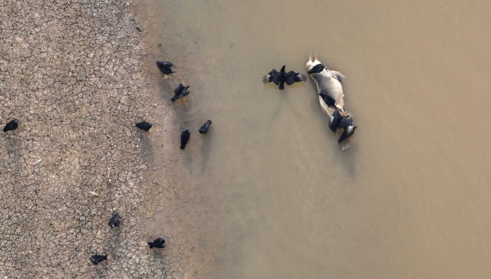 Más de 140 delfines encontrados muertos en lago en Amazonas