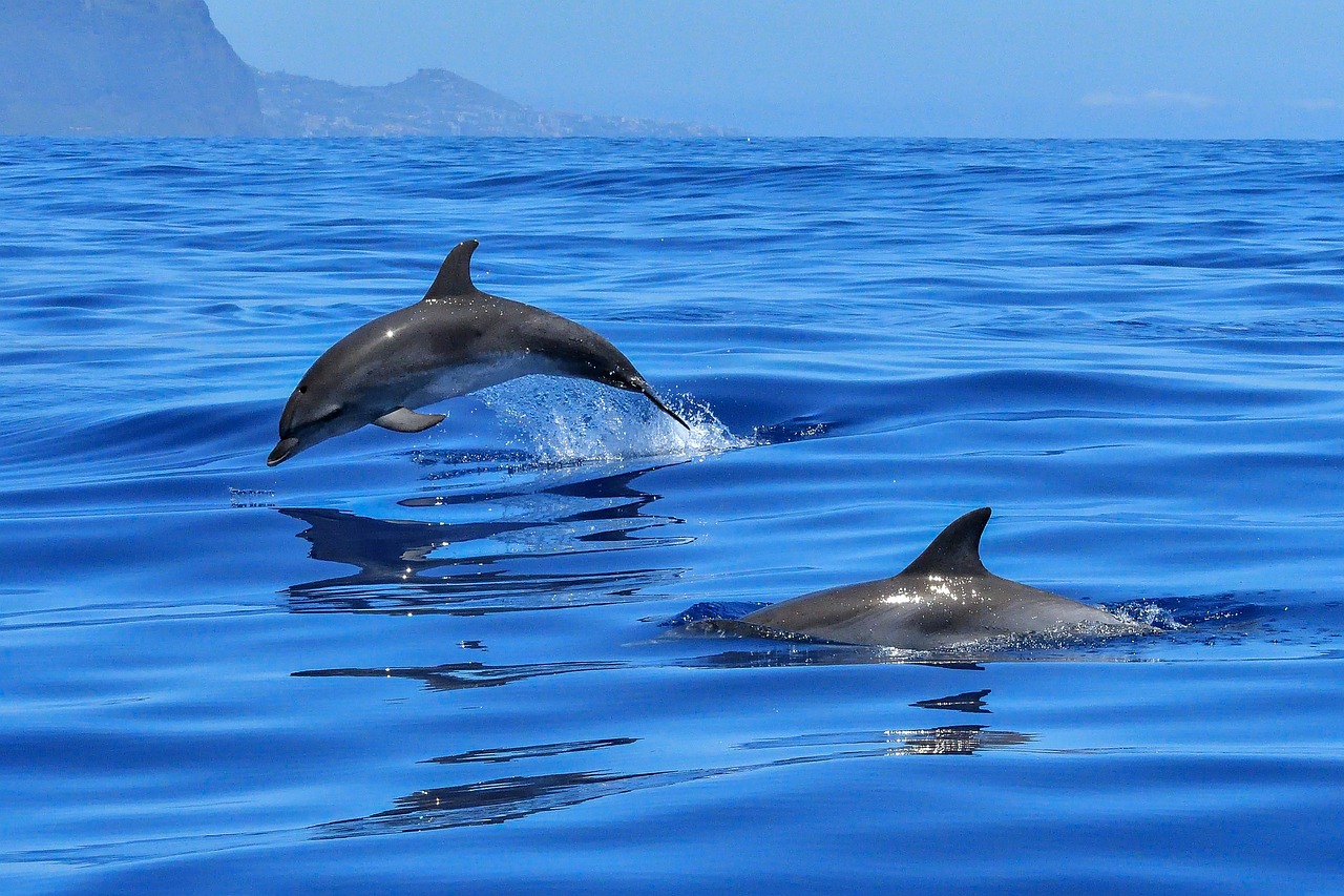 Histórica declaración para salvar a los delfines de río