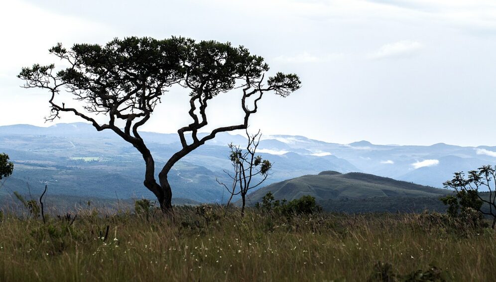 Ecosistemas tropicales requieren ir más allá de captura de carbono