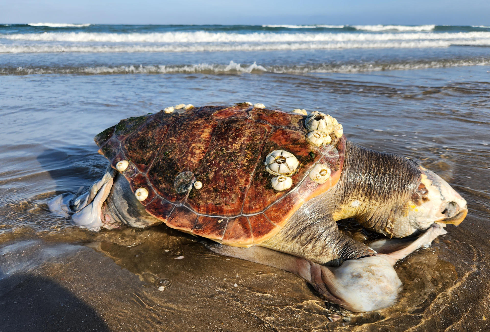 ONG pide a EEUU sanciones comerciales a México por pesca ilegal de tortugas