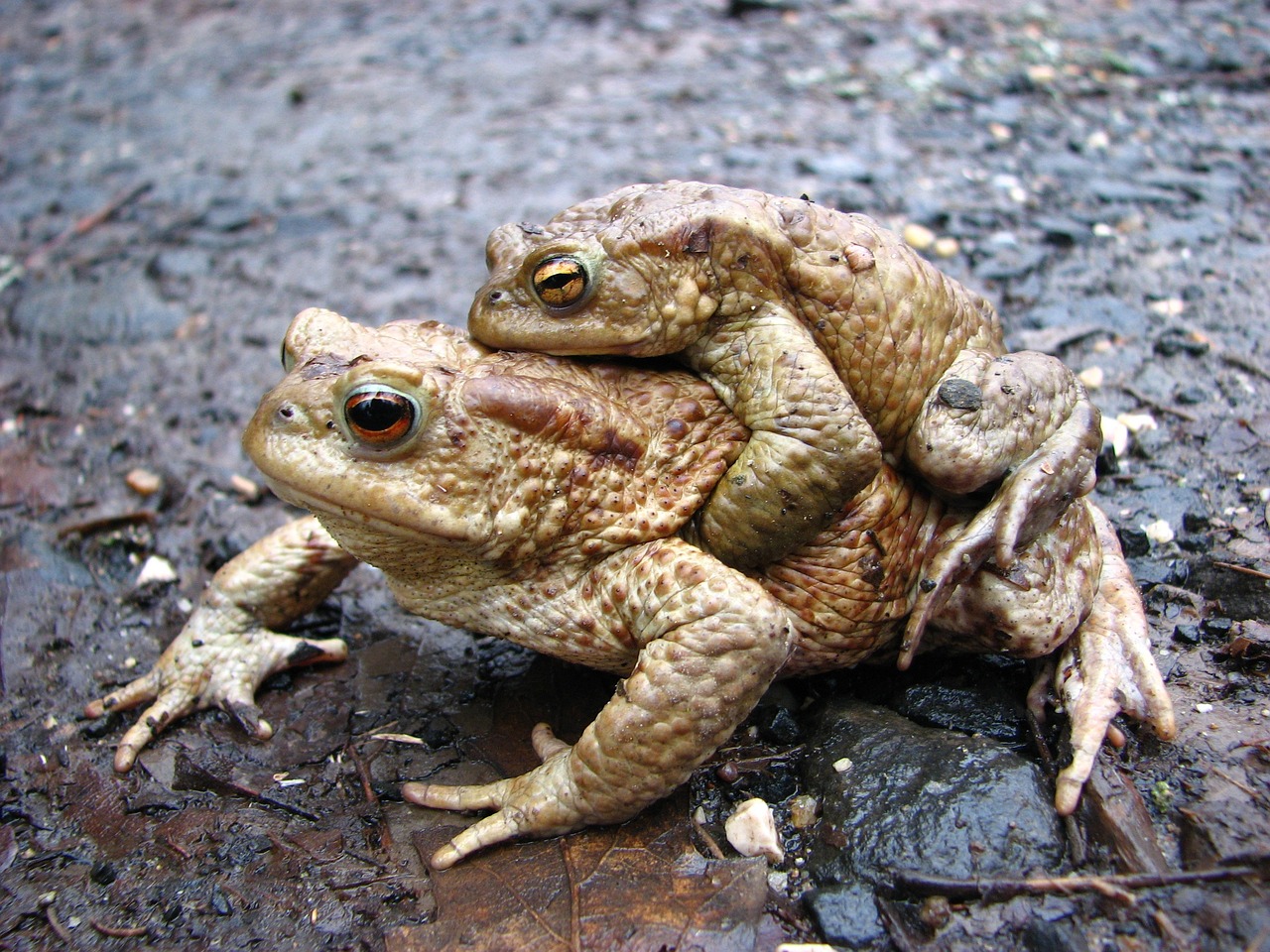 Ranas hembras fingen estar muertas para evitar apareamiento